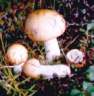 russula_decolorans.jpg